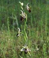 Ophrys splendida Rouquan 230407 (37)