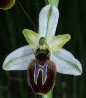 Ophrys splendida Rouquan 230407 (38)