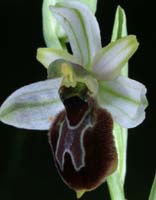 Ophrys splendida Rouquan 230407 (39)