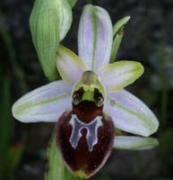 Ophrys splendida Rouquan 230407 (40)