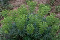 Euphorbia characias Bron Carnoules 150407 (1)