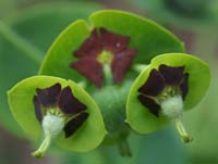 Euphorbia characias Bron Carnoules 150407 (2)