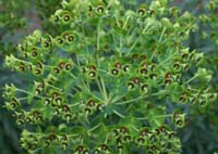 Euphorbia characias Bron Carnoules 150407