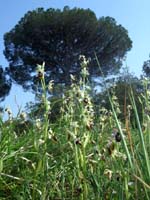 Ophrys splendida Endre 280407 (16)