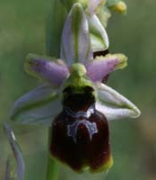 Ophrys splendida Endre 280407 (17)