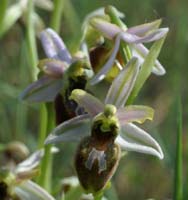 Ophrys splendida Endre 280407 (18)