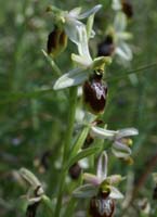 Ophrys splendida Endre 280407 (19)