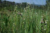 Ophrys splendida Endre 280407 (2)