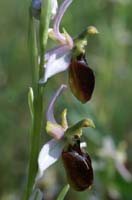Ophrys splendida Endre 280407 (20)