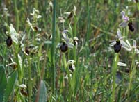 Ophrys splendida Endre 280407 (21)