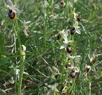Ophrys splendida Endre 280407 (22)