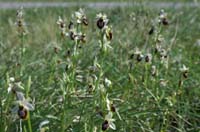 Ophrys splendida Endre 280407 (23)