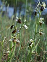 Ophrys splendida Endre 280407 (24)