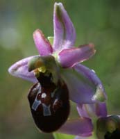 Ophrys splendida Endre 280407 (25)