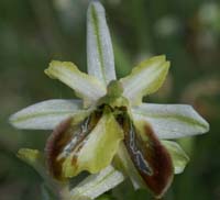 Ophrys splendida Endre 280407 (27)