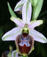 Ophrys splendida Endre 280407 (51)