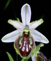 Ophrys splendida Endre 280407 (52)
