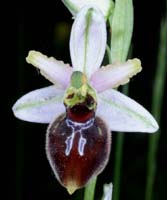 Ophrys splendida Endre 280407 (53)
