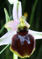 Ophrys splendida Endre 280407 (54)