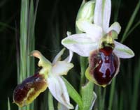 Ophrys splendida Endre 280407 (55)