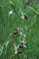 Ophrys splendida Endre 280407 (56)