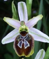 Ophrys splendida Endre 280407 (57)