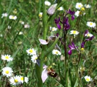 Ophrys apifera Grime 280407 (1)