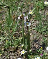 Ophrys apifera Grime 280407 (2)