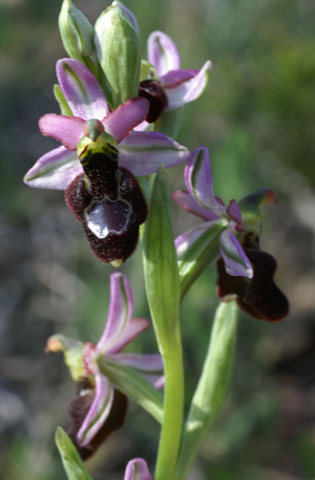 Ophrys aurelia Crêtes La Ciotat 290407 (58)