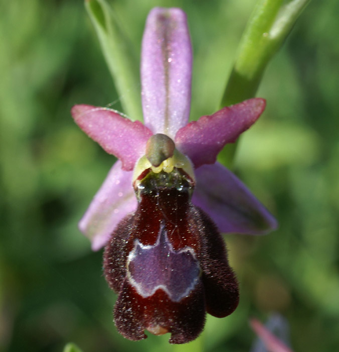Ophrys aurelia Crêtes La Ciotat 290407 (7)