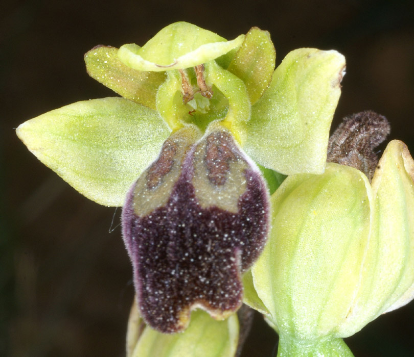 Ophrys lupercalis Crêtes La Ciotat 290407 (5)