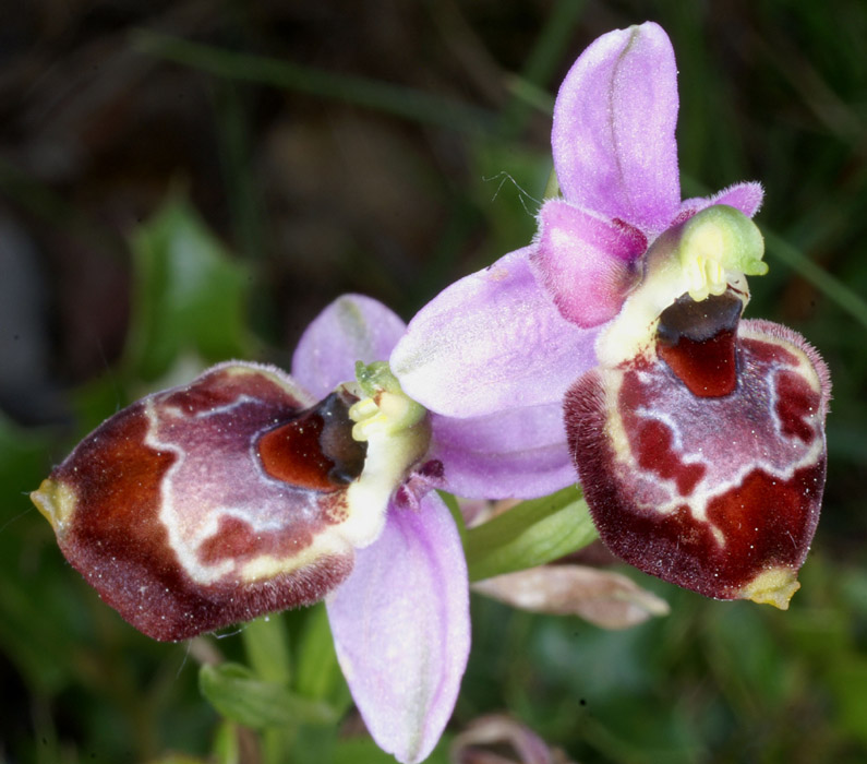 Ophrys pseudoscolopax Crêtes La Ciotat 290407 (89)