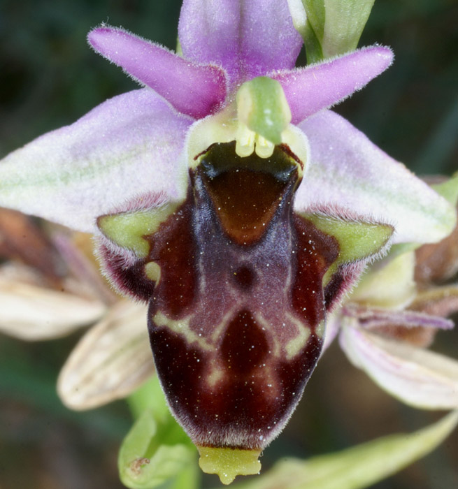 Ophrys pseudoscolopax Crêtes La Ciotat 290407 (92)