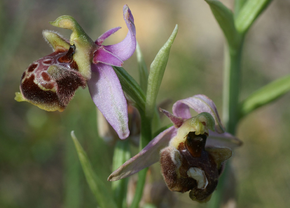 Ophrys pseudoscolopax Crêtes La Ciotat 290407 (96)