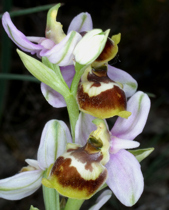 Ophrys sp Crêtes La Ciotat 290407 (146)