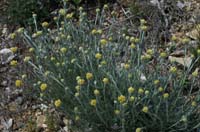 Helichrysum stoechas Crêtes La Ciotat 290407 (100)
