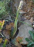 Neotinea maculata Crêtes La Ciotat 290407 (14)