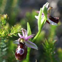 Ophrys aurelia Crêtes La Ciotat 290407 (10)