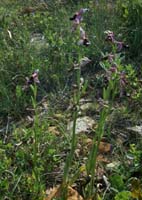 Ophrys aurelia Crêtes La Ciotat 290407 (107)