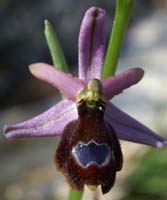 Ophrys aurelia Crêtes La Ciotat 290407 (13)