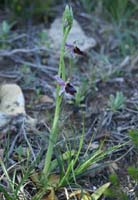 Ophrys aurelia Crêtes La Ciotat 290407 (18)