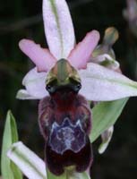 Ophrys aurelia Crêtes La Ciotat 290407 (2)