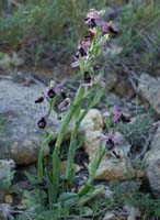 Ophrys aurelia Crêtes La Ciotat 290407 (21)