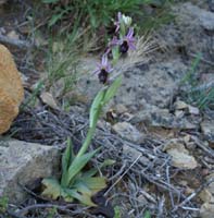 Ophrys aurelia Crêtes La Ciotat 290407 (22)