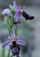 Ophrys aurelia Crêtes La Ciotat 290407 (30)