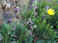 Ophrys aurelia Crêtes La Ciotat 290407 (35)