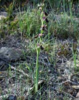 Ophrys aurelia Crêtes La Ciotat 290407 (39)
