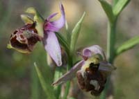 Ophrys pseudoscolopax Crêtes La Ciotat 290407 (96)