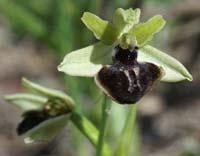 Ophrys virescens La Faviere 160407 (2)
