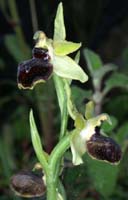 Ophrys virescens La Faviere 160407